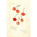 Prunus avium Kirkland - Amanda Almira Newton — Ansicht des Kunstwerks