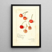 Prunus avium Kirkland - Amanda Almira Newton — gerahmtes Bild an der Wand