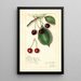 Reproduktion des Gemäldes Prunus avium Knight Early Red - Amanda Almira Newton