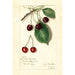 Reproduktion des Gemäldes Prunus avium Knight Early Red - Amanda Almira Newton