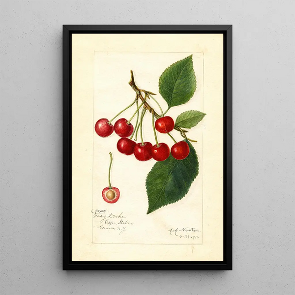 Prunus avium May Duke - Amanda Almira Newton — gerahmtes Bild an der Wand