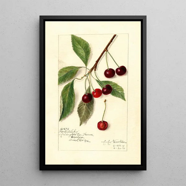 Reproduktion des Gemäldes Prunus avium Roditelsky - Amanda Almira Newton
