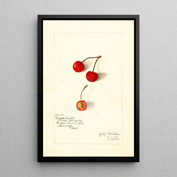 Prunus avium Royal Duke - Amanda Almira Newton — gerahmtes Bild an der Wand