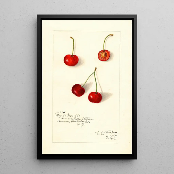 Reproduktion des Gemäldes Prunus avium Royal Novelle - Amanda Almira Newton