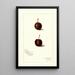 Prunus avium Safra - Amanda Almira Newton — gerahmtes Bild an der Wand