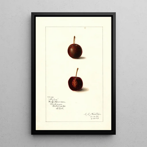 Prunus avium Safra - Amanda Almira Newton — gerahmtes Bild an der Wand