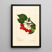 Prunus avium Sidney - Amanda Almira Newton — gerahmtes Bild an der Wand