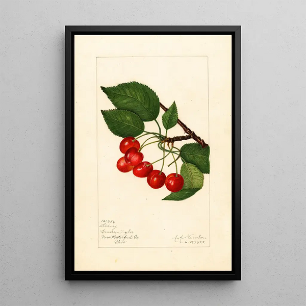 Prunus avium Sidney - Amanda Almira Newton — gerahmtes Bild an der Wand