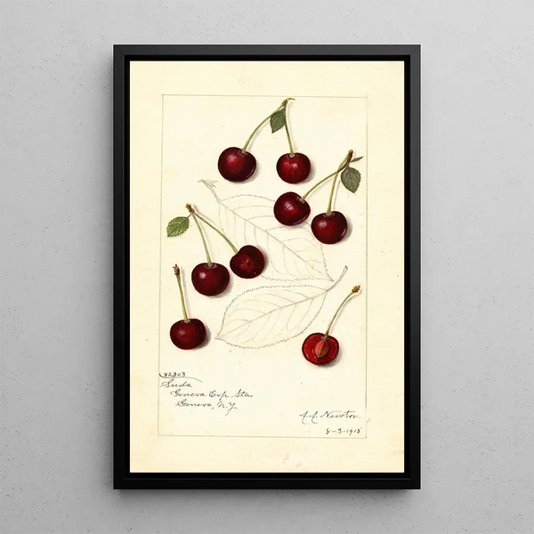 Prunus avium Suda - Amanda Almira Newton — gerahmtes Bild an der Wand