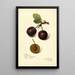 Reproduktion des Gemäldes Prunus domestica Late Orleans - Amanda Almira Newton