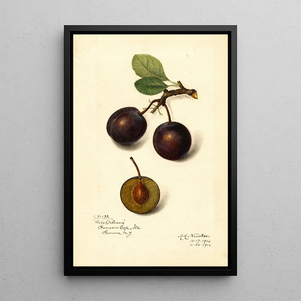 Reproduktion des Gemäldes Prunus domestica Late Orleans - Amanda Almira Newton
