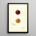 Reproduktion des Gemäldes Prunus domestica Mammoth Gold - Amanda Almira Newton