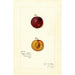Reproduktion des Gemäldes Prunus domestica Mammoth Gold - Amanda Almira Newton