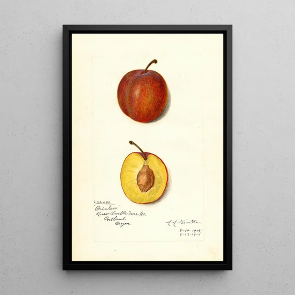 Reproduktion des Gemäldes Prunus domestica Prinlew - Amanda Almira Newton
