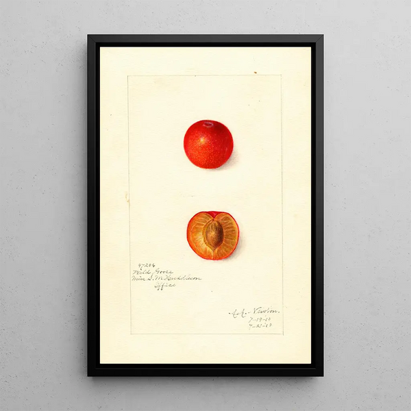 Reproduktion des Gemäldes Prunus domestica Wild Goose - Amanda Almira Newton