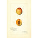Reproduktion des Gemäldes Prunus mume Chas - Amanda Almira Newton