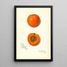 Prunus mume Sharpe - Amanda Almira Newton — gerahmtes Bild an der Wand