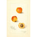 Prunus mume Variété 9834 - Amanda Almira Newton — Ansicht des Kunstwerks