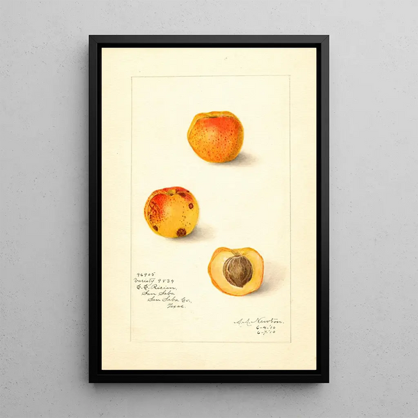 Prunus mume Variété 9834 - Amanda Almira Newton — gerahmtes Bild an der Wand
