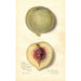 Prunus persica FeiTao - Amanda Almira Newton — Ansicht des Kunstwerks
