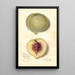 Prunus persica FeiTao - Amanda Almira Newton — gerahmtes Bild an der Wand