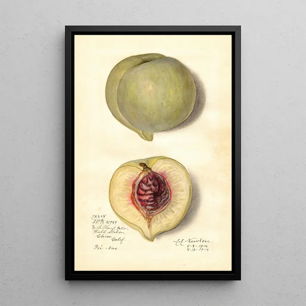 Prunus persica FeiTao - Amanda Almira Newton — gerahmtes Bild an der Wand