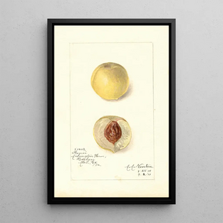 Amanda Almira Newton - Prunus persica Genii.webp