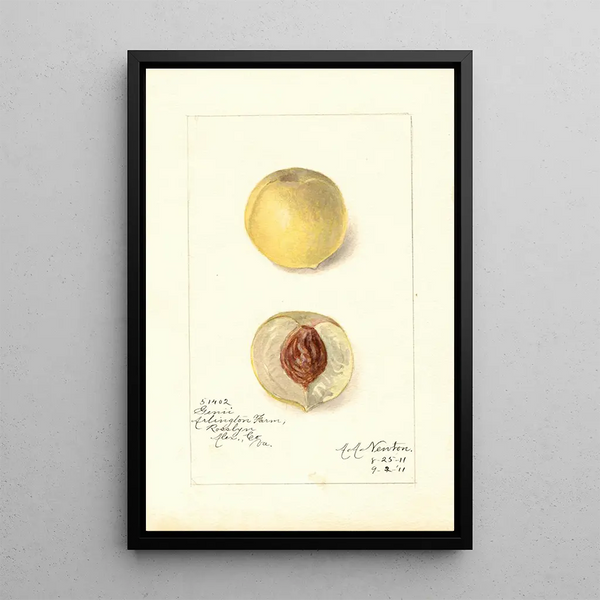 Reproduktion des Gemäldes Prunus persica Genii - Amanda Almira Newton