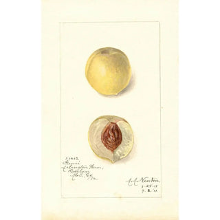 Amanda Almira Newton - Prunus persica Genii.webp