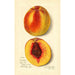 Prunus persica J - Amanda Almira Newton — Ansicht des Kunstwerks