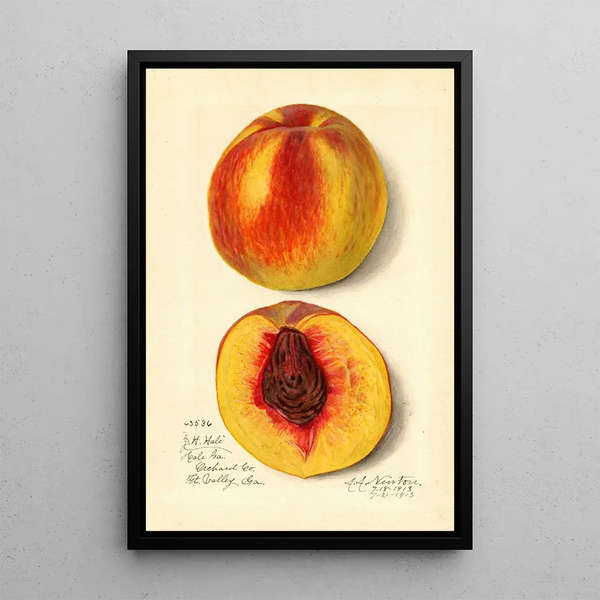 Prunus persica J - Amanda Almira Newton — gerahmtes Bild an der Wand