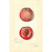 Prunus persica Japan Blood - Amanda Almira Newton — Ansicht des Kunstwerks