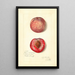 Prunus persica Japan Blood - Amanda Almira Newton — gerahmtes Bild an der Wand
