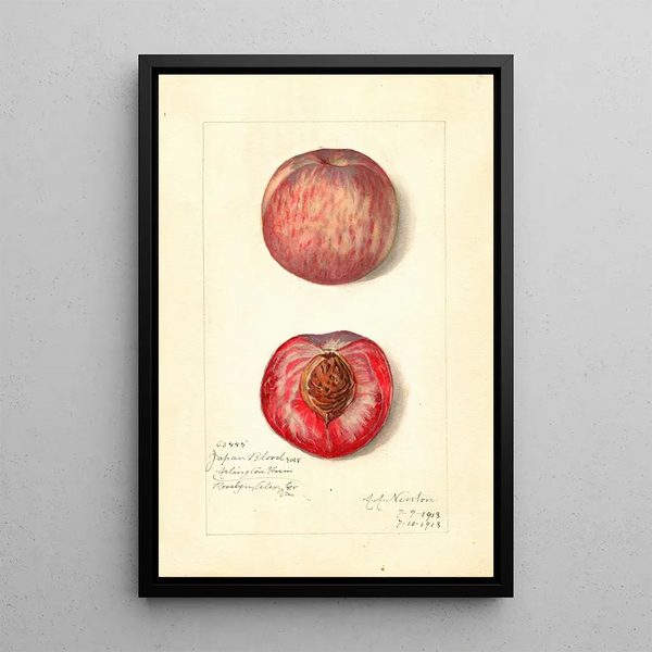 Prunus persica Japan Blood - Amanda Almira Newton — gerahmtes Bild an der Wand