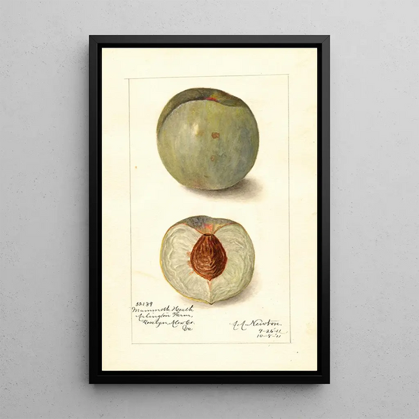 Reproduktion des Gemäldes Prunus persica Mammoth Heath - Amanda Almira Newton
