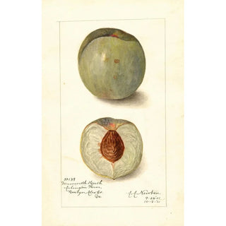Amanda Almira Newton - Prunus persica Mammoth Heath.webp