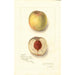 Prunus persica Sans Nom - Amanda Almira Newton — Ansicht des Kunstwerks