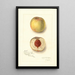 Prunus persica Sans Nom - Amanda Almira Newton — gerahmtes Bild an der Wand