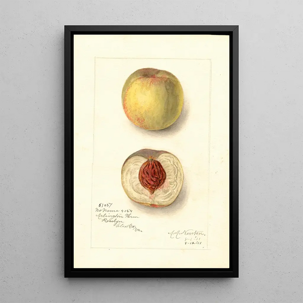 Prunus persica Sans Nom - Amanda Almira Newton — gerahmtes Bild an der Wand