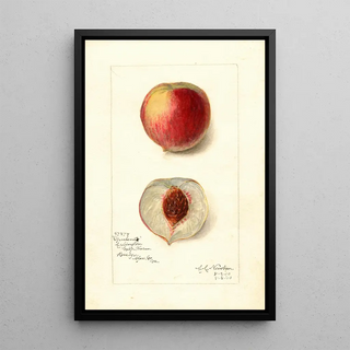Amanda Almira Newton - Prunus persica Opulent.webp