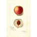 Reproduktion des Gemäldes Prunus persica Opulent - Amanda Almira Newton