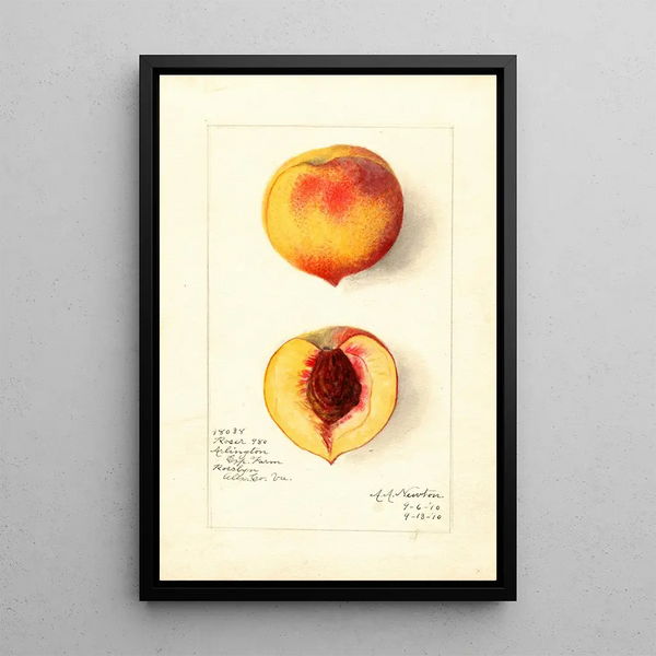 Reproduktion des Gemäldes Prunus persica Roser - Amanda Almira Newton
