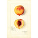 Reproduktion des Gemäldes Prunus persica Roser - Amanda Almira Newton