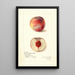 Prunus persica Russell Nebraska - Amanda Almira Newton — gerahmtes Bild an der Wand
