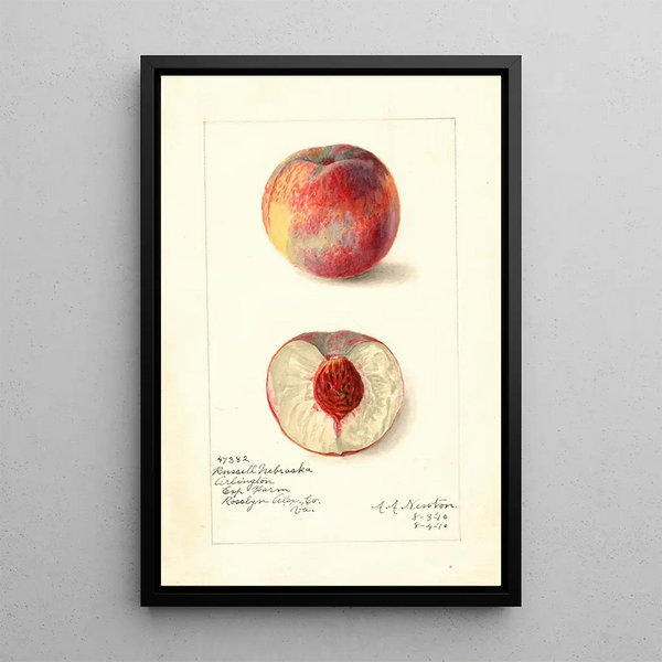 Prunus persica Russell Nebraska - Amanda Almira Newton — gerahmtes Bild an der Wand