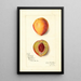 Prunus persica Slappy - Amanda Almira Newton — gerahmtes Bild an der Wand