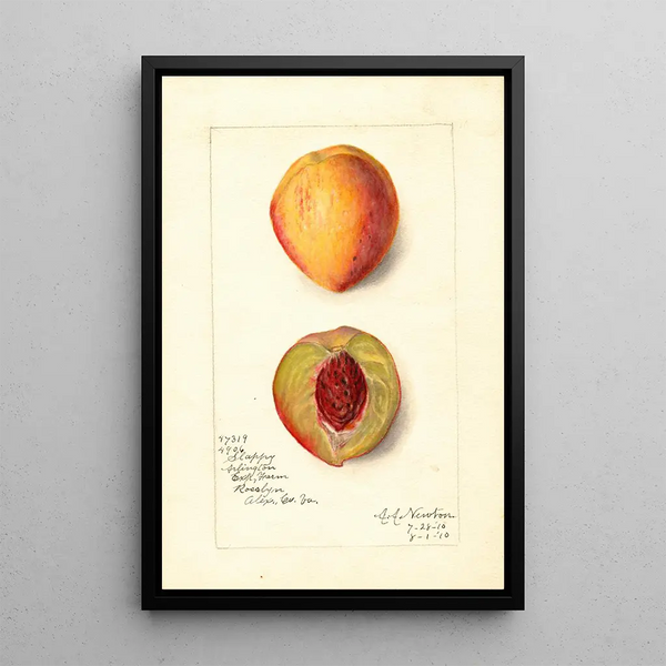 Prunus persica Slappy - Amanda Almira Newton — gerahmtes Bild an der Wand