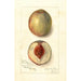 Prunus persica Southern Early - Amanda Almira Newton — Ansicht des Kunstwerks
