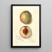 Prunus persica Southern Early - Amanda Almira Newton — gerahmtes Bild an der Wand