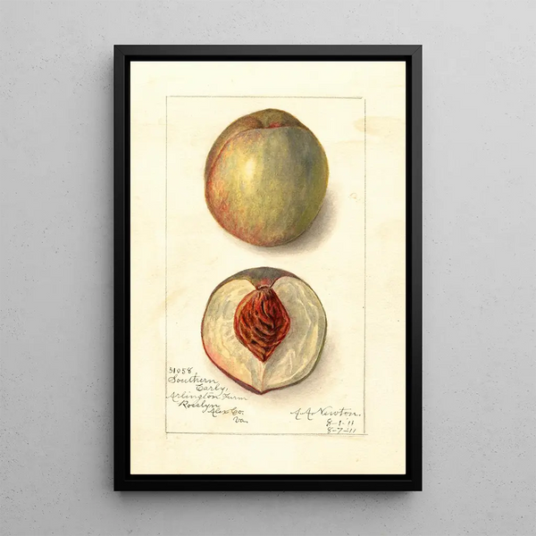 Prunus persica Southern Early - Amanda Almira Newton — gerahmtes Bild an der Wand